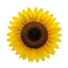A vibrant sunflower blooms, showcasing its radiant yellow petals and a dark, seed-filled center against black