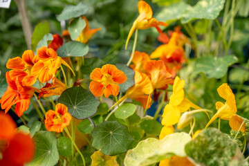 Close-up of vibrant orange nasturtium blooms with mottled green leaves, showcasing garden freshness in natural light.