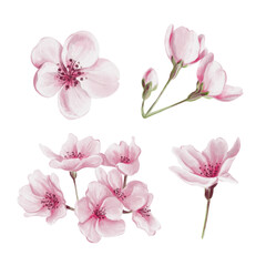 Set of cherry blossoms. Pink flowers with stems and petals. Delicate decor. Watercolor illustration isolated from background. Hand drawing. Spring blossom.