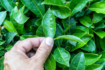 Hand Holding Tea Leaf on Plantation