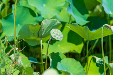 成長した蓮の実のクローズアップ