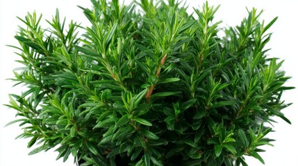 Naklejka premium Vibrant rosemary shrub with dense aromatic green leaves, medium closeup for culinary or natural design elements, isolated on a white background with space for text