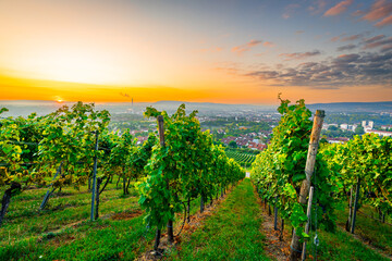 Naklejka premium Schwarzwald