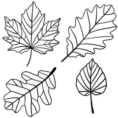 Black and white botanical leaf outlines illustration.  Black and white outline illustration of different leaf shapes, ideal for coloring books, education or botanical design.