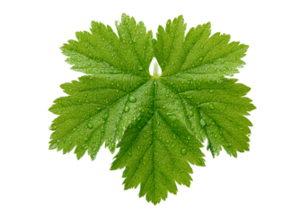 Dew drops on a lush green leaf isolated on black, On Transparent Background