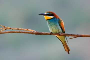 Obraz premium Abejaruco europeo, Merops apiaster