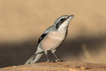 Alcaud&oacute;n Real