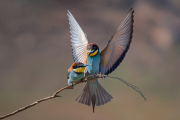 Abejaruco europeo, Merops apiaster