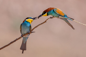 Abejaruco europeo, Merops apiaster
