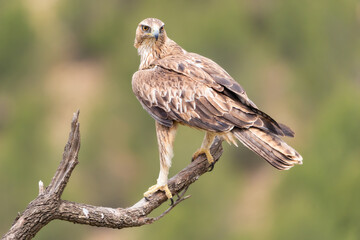 Aguila Perdicera, Aquila adalberti