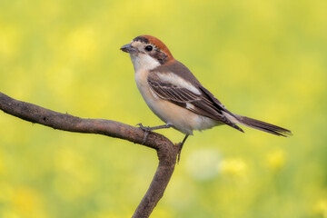 Alcaud&oacute;n com&uacute;n