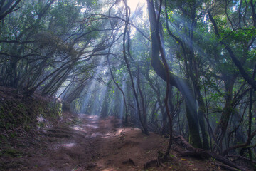 Bosque Laurisilva, Anaga, Tenerife
