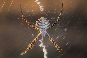 Araña Tigre