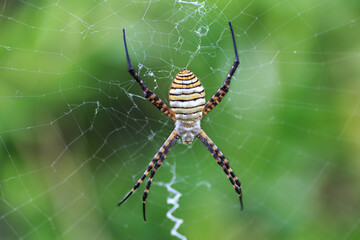 Araña Tigre