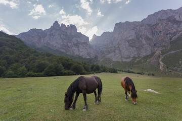 Fuente Dé, Cantabria España. 
