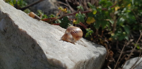 Macro shot of snail crawling on a sunlit rock outdoors