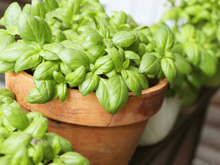 Fresh basil plant growing in pot