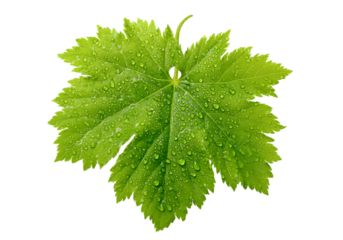 Fresh green grape leaf with dew drops isolated on black background, On Transparent Background