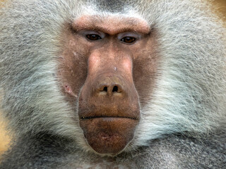 Male hamadryas baboon monkey ape close up portrait