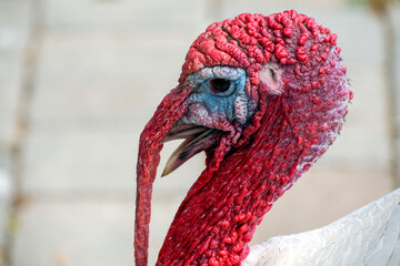A turkey close up portrait