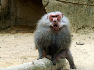 Male hamadryas baboon monkey ape close up portrait