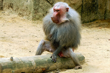 Male hamadryas baboon monkey ape close up portrait