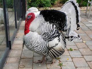 A turkey close up portrait