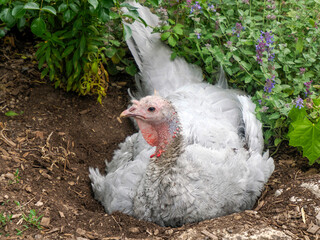 A turkey close up portrait