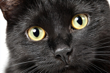 a black cat with yellow eyes looking at the camera