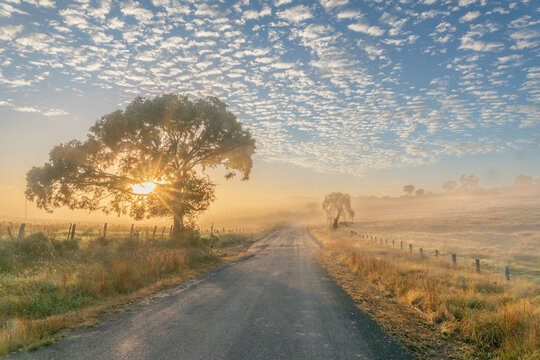 A misty morning under a soft cloudy sky with the sun peeping through a tree by a country road