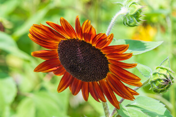夏の光を浴びる大輪の向日葵