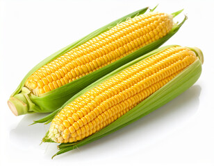Organic Corn on the Cob with Fresh Green Husk &ndash; Natural Healthy and Nutritious Vegetable