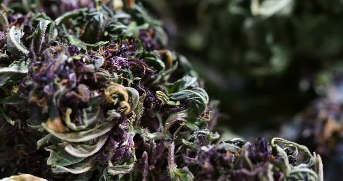 medical marijuana cannabis buds close up
