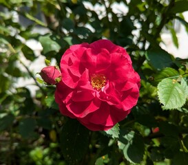 Red rose. Summer above the blue sky is beautiful. Roses are the decoration of many gardens. Among them, the brightest is the red rose. Every day flowers bloom from buds