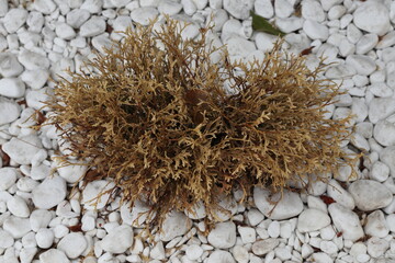 A dried juniper bush on a white pebble.