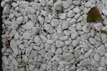 A dry leaf on a background of white pebbles.