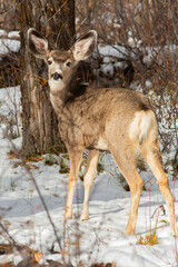 Le parc de Yellowstone et sa faune
