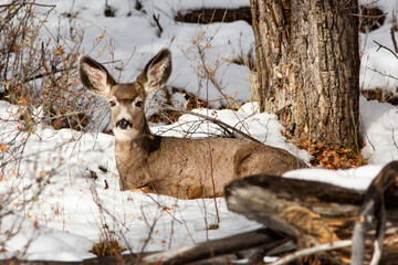 Le parc de Yellowstone et sa faune