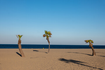 palm trees on the beach