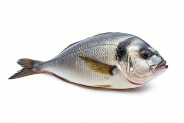 Raw fresh fish dorado isolated on white background