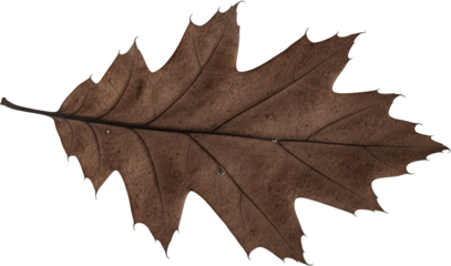 Dried Oak Leaf Detailed Texture Autumn Foliage Brown Leaf Nature Photography