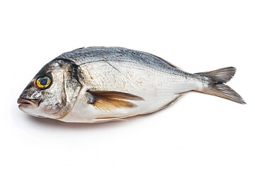 Raw fresh fish dorado isolated on white background