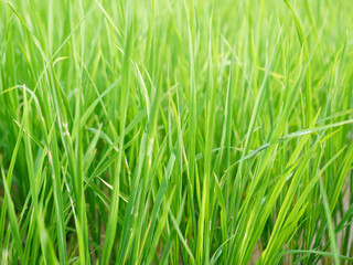 Young green rice plants stand tall in a vibrant paddy field, their slender blades swaying gently in the breeze