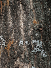 Close-up of Dark Tree Bark with Lichens