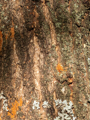 Textured Tree Bark with Lichens and Algae