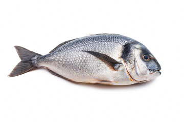 Raw fresh fish dorado isolated on white background