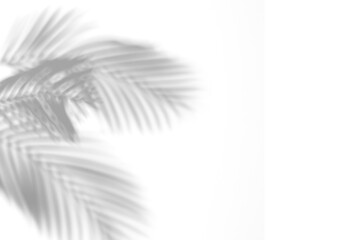 shadow overlay effects of realistic palm branch leaf shadow with light blur on transparent background,summer sunlight and shadow overlay effect,natural shadow of tropical plants