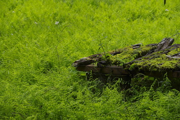 新緑の草むらに放置された朽ちた木製のテーブル