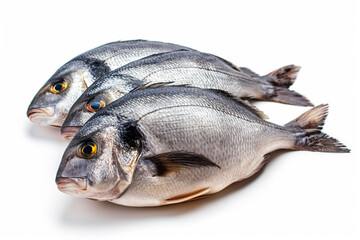 Raw fresh fish dorado isolated on white background