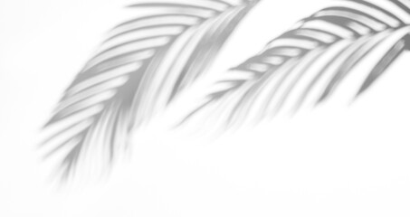 shadow overlay effects of realistic palm branch leaf shadow with light blur on transparent background,summer sunlight and shadow overlay effect,natural shadow of tropical plants